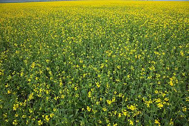 《华纳大乱斗》封闭A测开始 实机演示公布